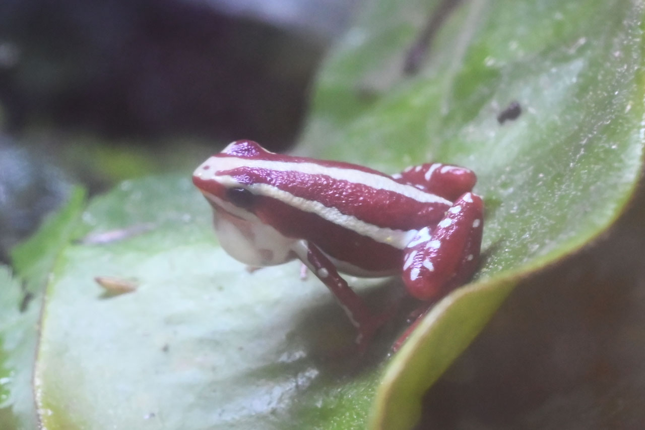 アンソニーヤドクガエル”サンタイザベル”のメイティングコール