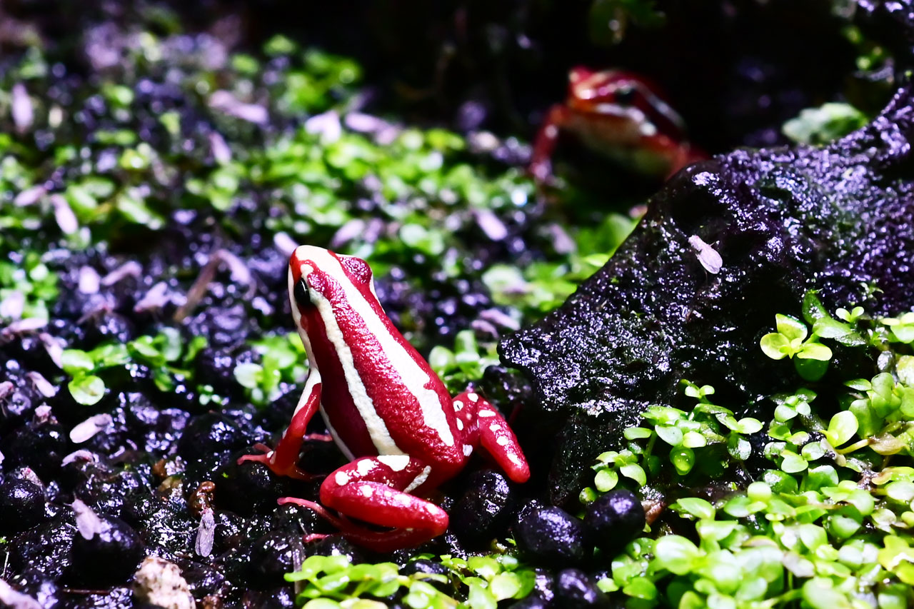 2匹のアンソニーヤドクガエル
