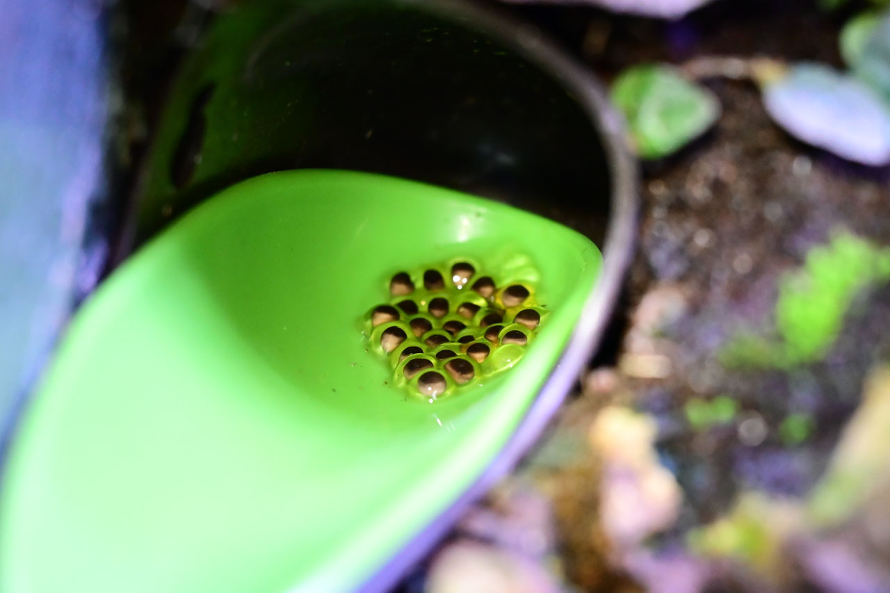 タッドプールに産み付けられたアンソニーヤドクガエルの卵