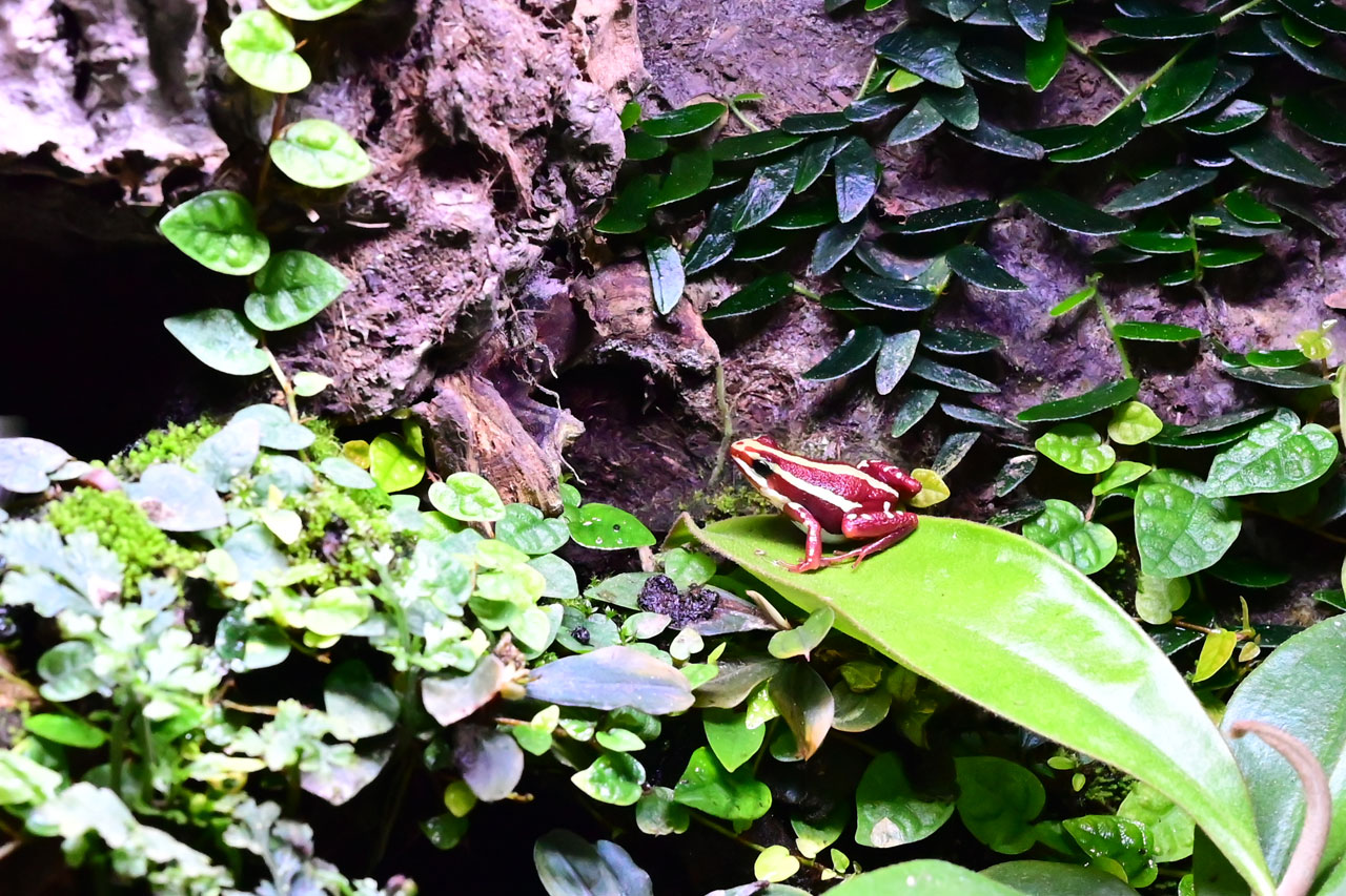 ネペテンテスの葉の上にいるアンソニーヤドクガエル