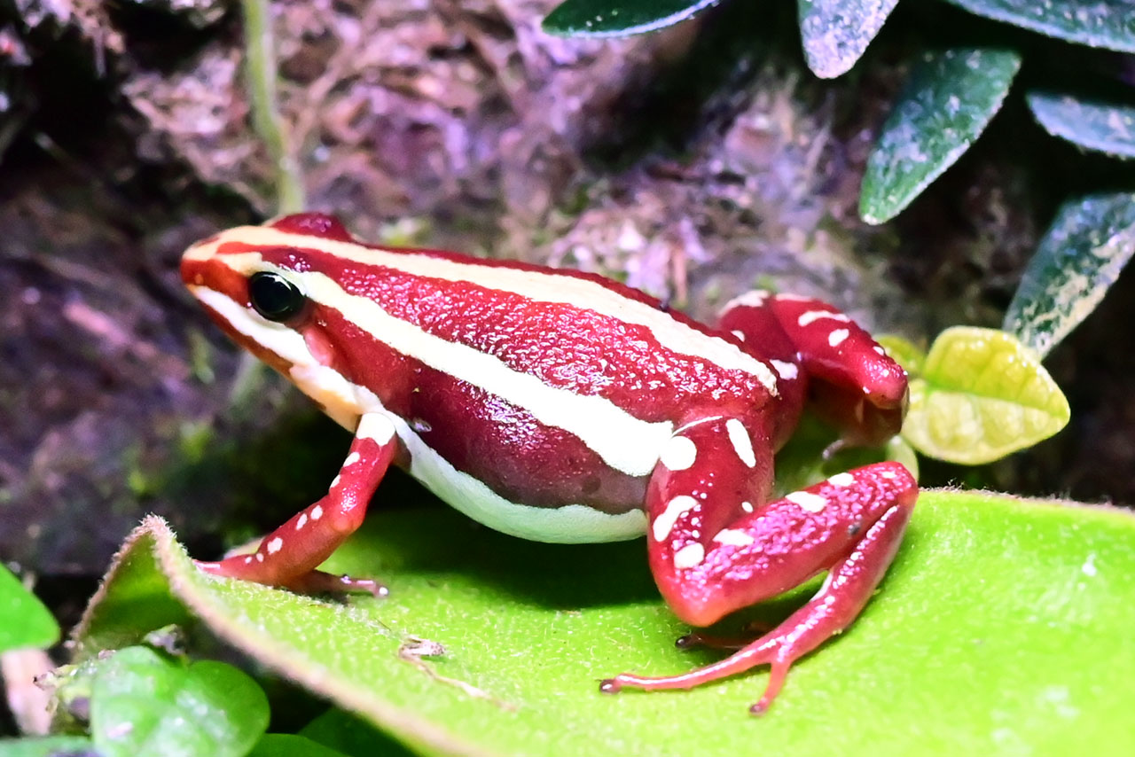 アンソニーヤドクガエルの抱卵メス