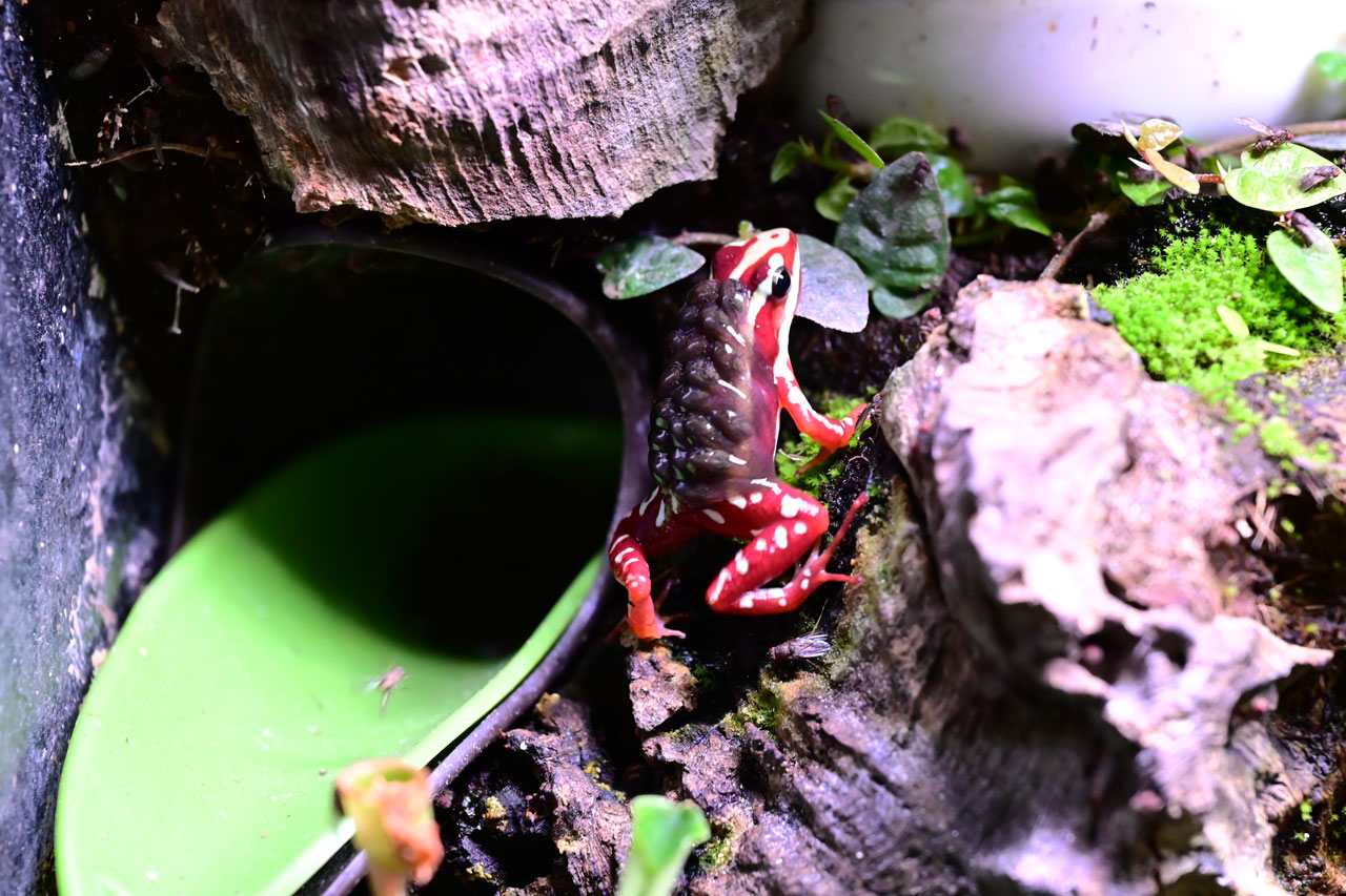 オタマ運搬中のアンソニーヤドクガエル