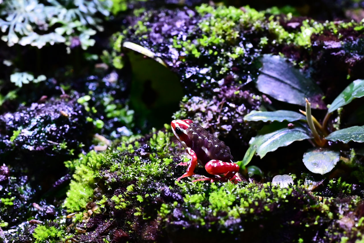 テラリウムにいるアンソニーヤドクガエル