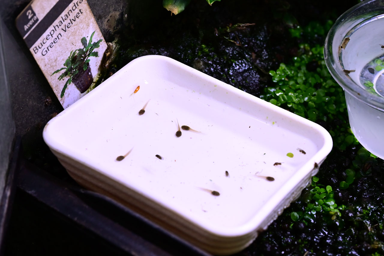 水場に運ばれてきたアンソニーヤドクガエルのオタマジャクシ