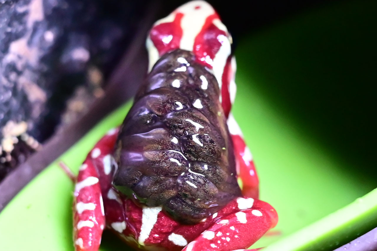 オタマジャクシ背負いまくりのアンソニーヤドクガエル