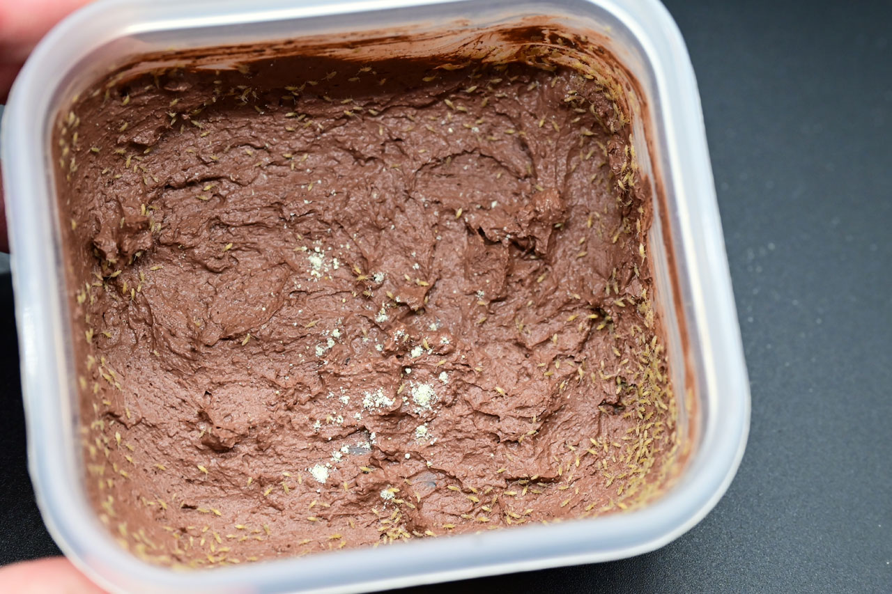 トビムシフードを与えたトビムシクレイ容器