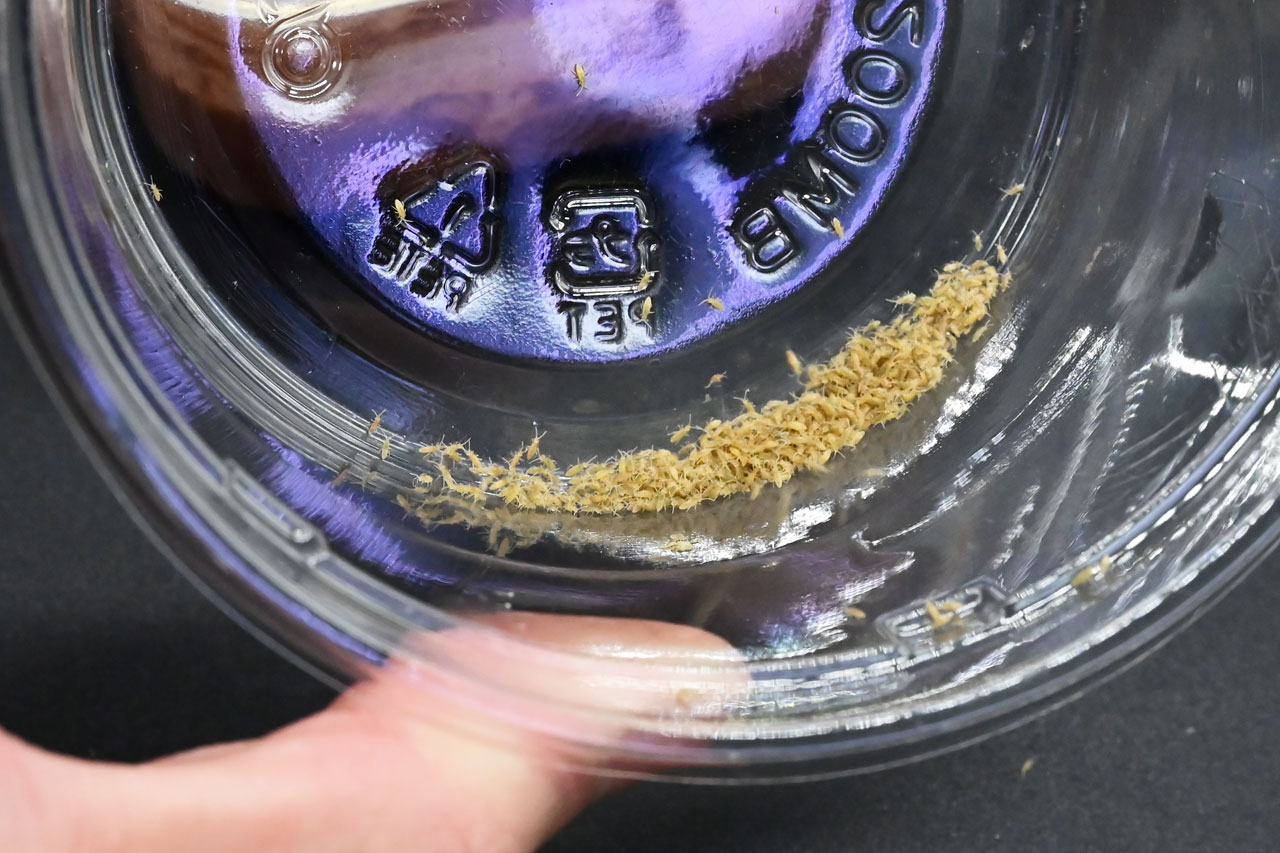 回収されたトビムシ