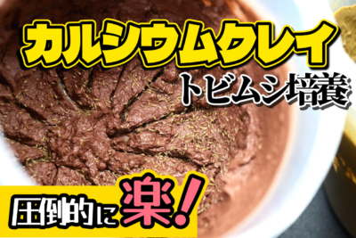 カルシウムクレイによるトビムシ培養方法