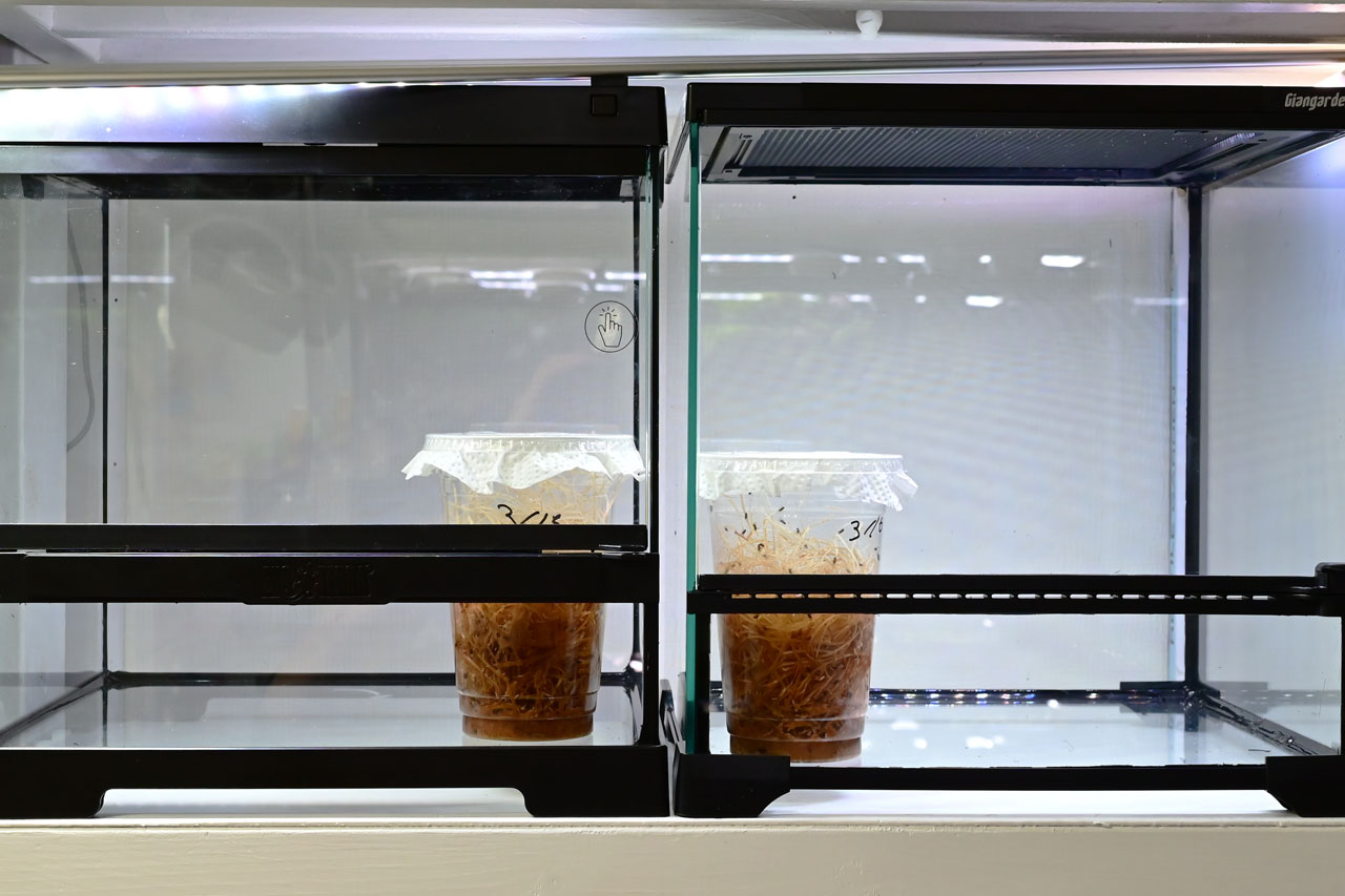 グラステラリウムPRO3030とレプタイルガーデンの比較、内部のリフトアップ