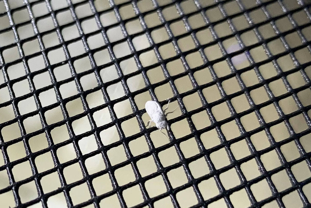 ヒュドラケース3133の上フタにいるトリニドショウジョウバエ